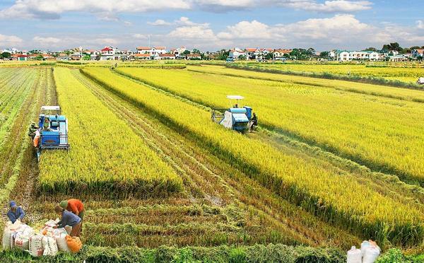 Agriculture : le FSRP va investir près de 130 milliards cfa  pour booster les chaînes de valeur agricoles stratégiques