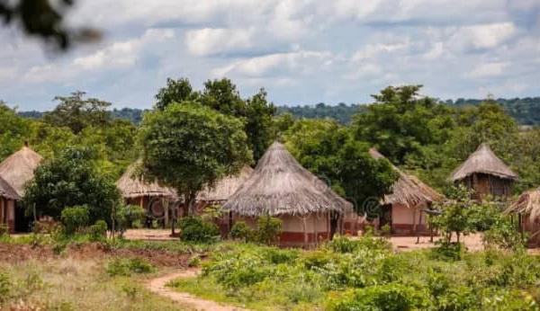 Protection de l’environnement à Kolda : l’alerte est donnée sur la dégradation alarmante des massifs forestiers