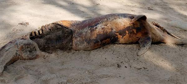 Mystérieuse hécatombe de dauphins à Diembéring : une trentaine retrouvés morts