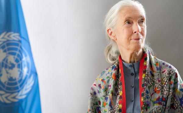 La célèbre primatologue Jane Goodall est morte à 91 ans
