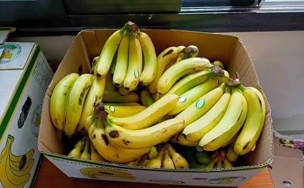 Banane locale : 12.500 tonnes écoulées en septembre grâce au gel des importations