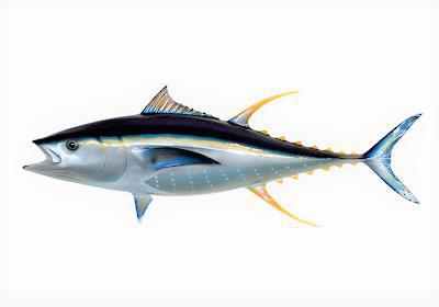 Atum Patudo - Thunnus obesus Atum Patudo - Thunnus obesus