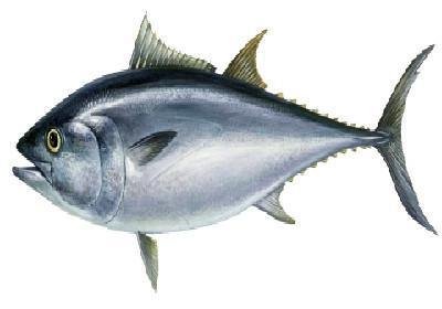 Atum Rabilho - Thunnus thynnus Atum Rabilho - Thunnus thynnus