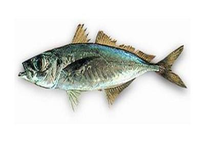 Carapau - Trachurus spp. Carapau - Trachurus spp.