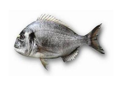 Dourada - Sparus aurata Dourada - Sparus aurata