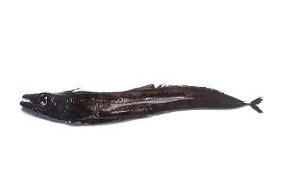Peixe Espada Preto - Aphanopus carbo