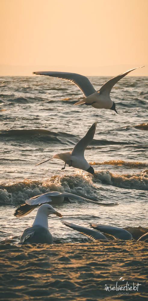 inselverliebt-usedom-10