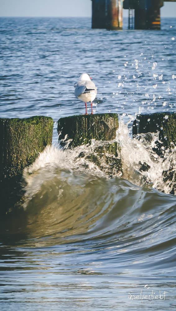 inselverliebt-usedom-13