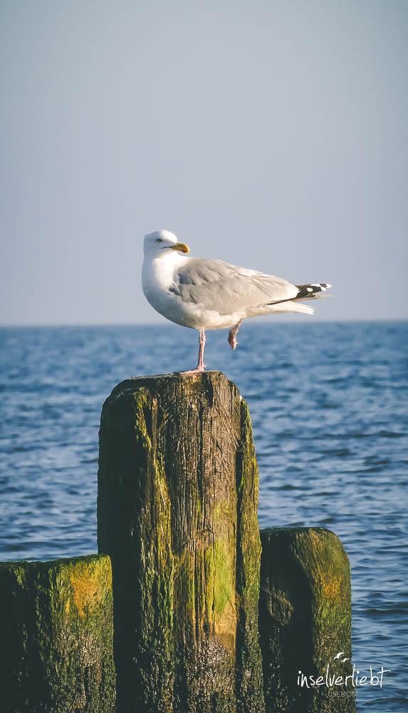 inselverliebt-usedom-14