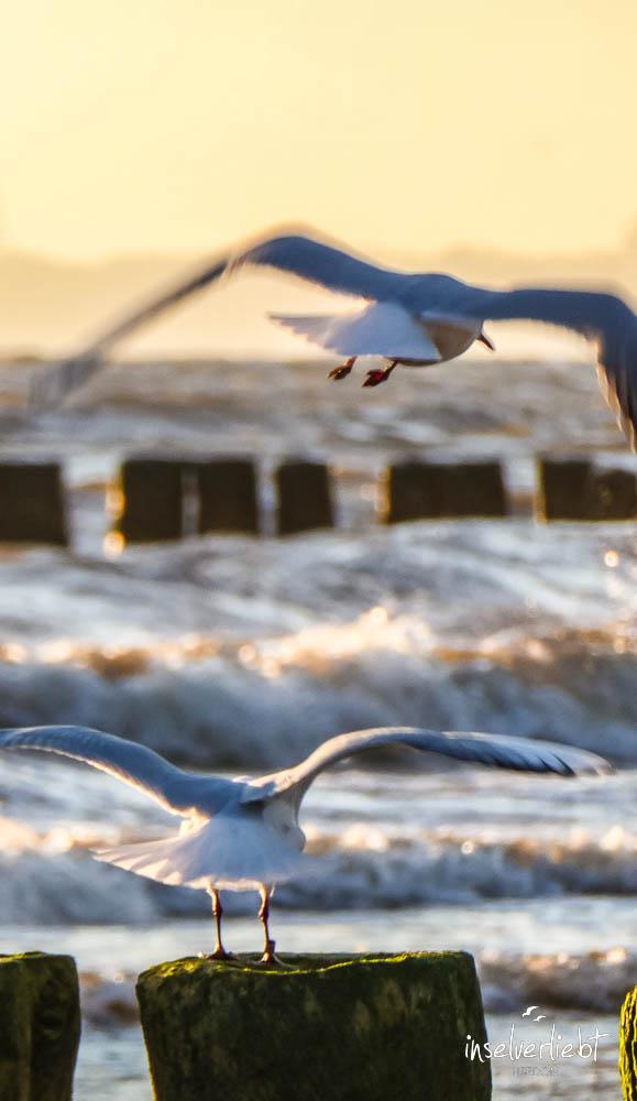 inselverliebt-usedom-15