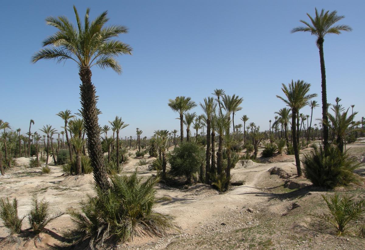 Départ imminent de l'édition spéciale "24H de Marrakech" Départ imminent de l'édition spéciale "24H de Marrakech"