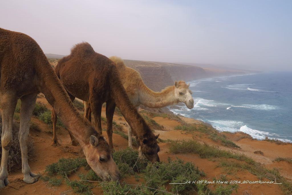 Deux optimus sur le podium de la deuxième étape Deux optimus sur le podium de la deuxième étape