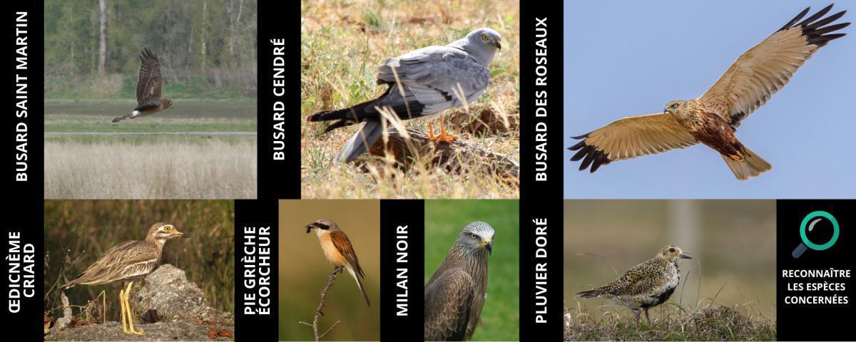 Un circuit éphémère à l'écoute de la biodiversité