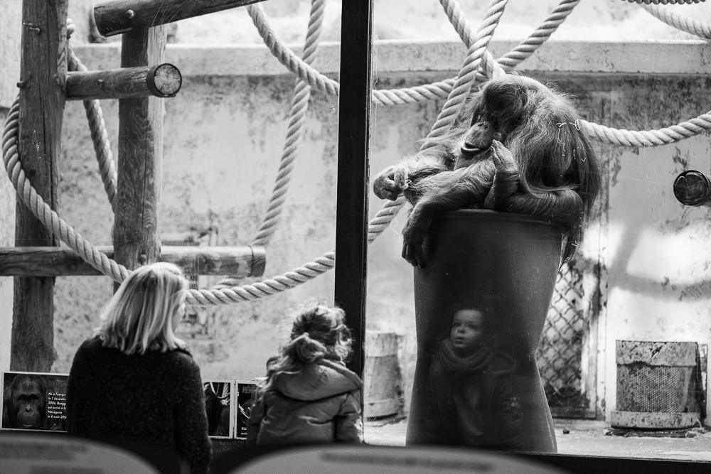 Fermons la Ménagerie du Jardin des Plantes de Paris !