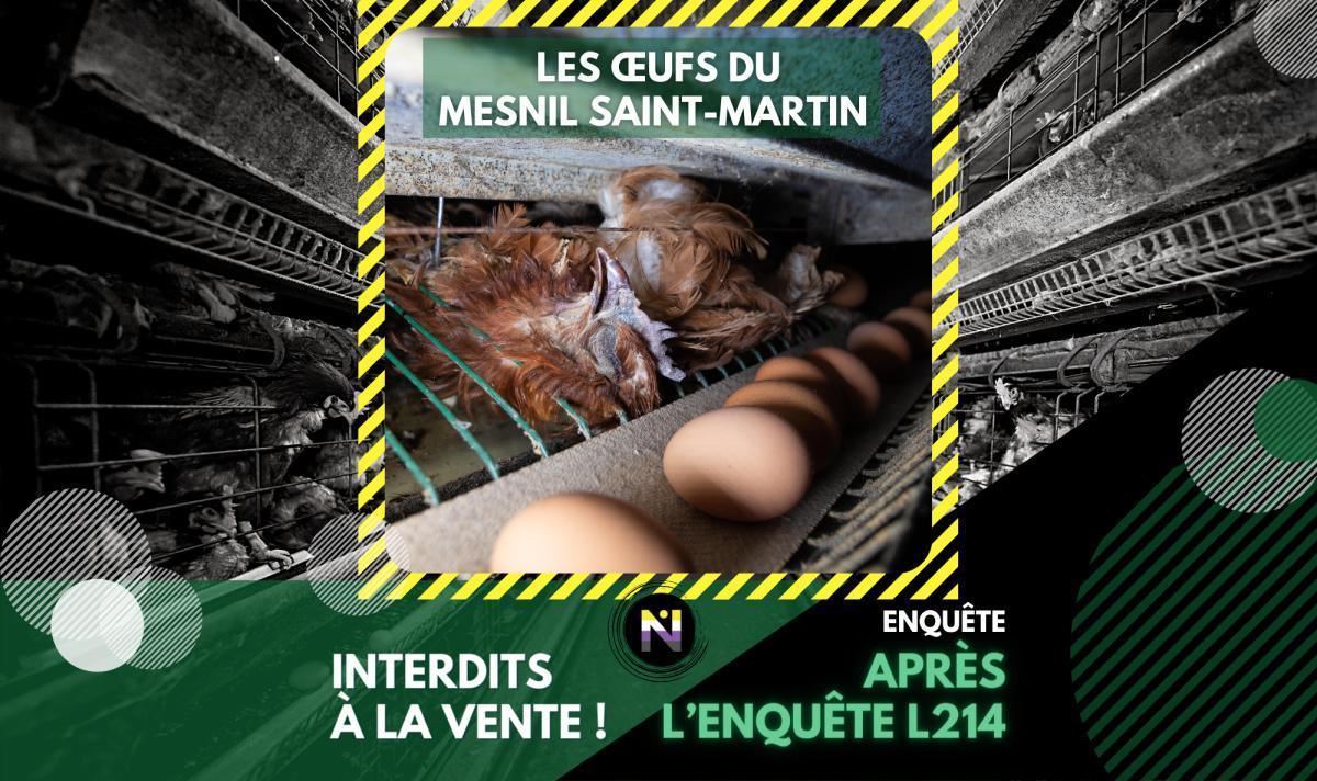 Après l’enquête L214, les œufs du Mesnil Saint-Martin interdits à la vente! Après l’enquête L214, les œufs du Mesnil Saint-Martin interdits à la vente!