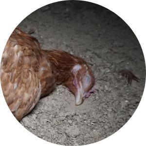 Poulailler d'Havelu, pour en finir avec l'hypocrisie du Bien-Être animal. Poulailler d'Havelu, pour en finir avec l'hypocrisie du Bien-Être animal.