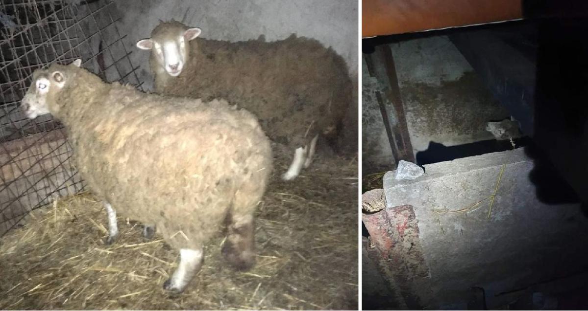 La ferme de l'enfer ! La ferme de l'enfer !
