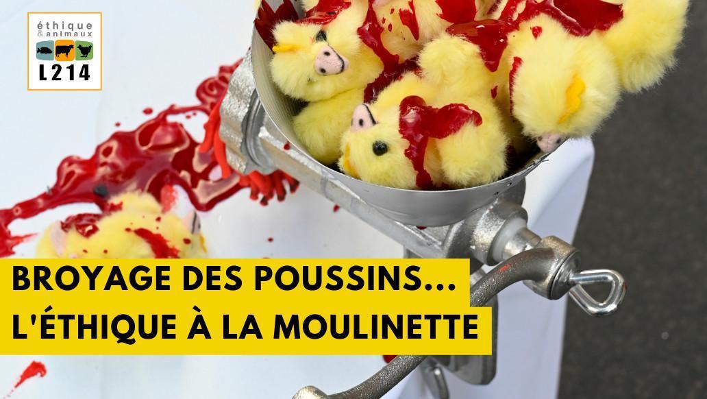Broyage des poussins, l'éthique à la moulinette. Broyage des poussins, l'éthique à la moulinette.