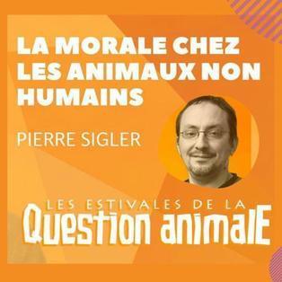 La morale chez les animaux non humains #1