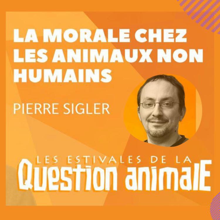 La morale chez les animaux non humains #1