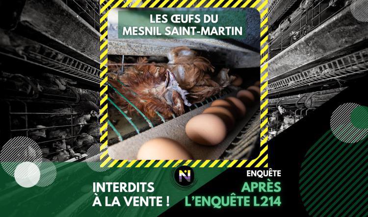 Après l’enquête L214, les œufs du Mesnil Saint-Martin interdits à la vente! 