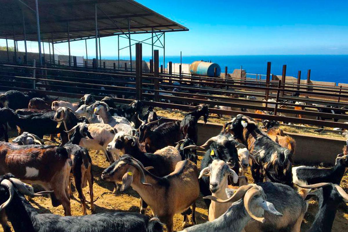 Visita y cata en la Quesería Montesdeoca Visita y cata en la Quesería Montesdeoca