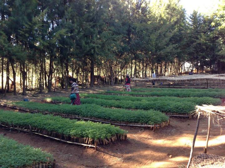 Reforestation