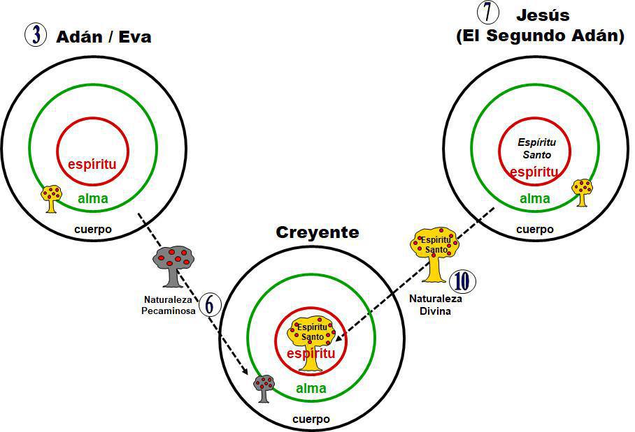1-5 La Naturaleza Divina y La Naturaleza Humana 1-5 La Naturaleza Divina y La Naturaleza Humana