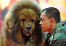 Mastiffs Du Tibet Le Nouveau Chien De Luxe Chinois