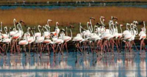 Des Flamants Roses Meurent Empoisonnes Par Les Plombs Des Chasseurs En Grece