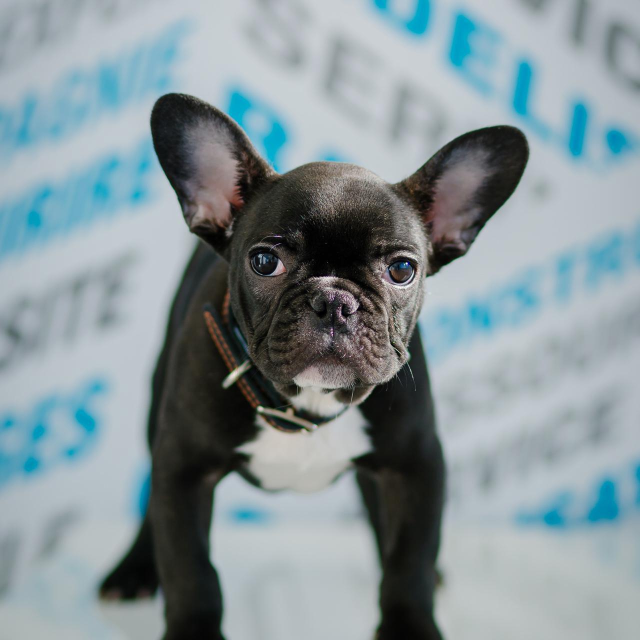 Arthur  •  Mascotte