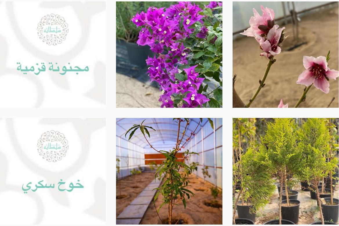 مزرعة ومشتل سلطانه