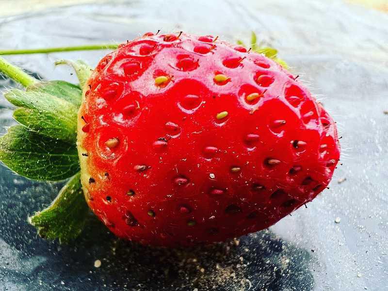 مزرعة جلال العازمي