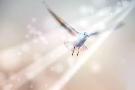 Vinde Santo Espírito / Veni, Sancte Spiritus