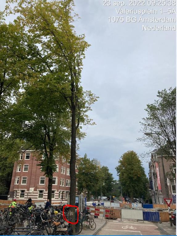 We willen 1 boom kappen op het Valeriusplein