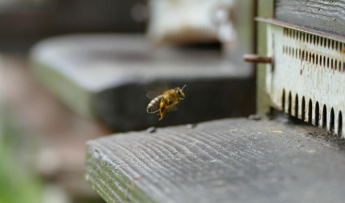 Marlyse Darbellay Marlyse Darbellay