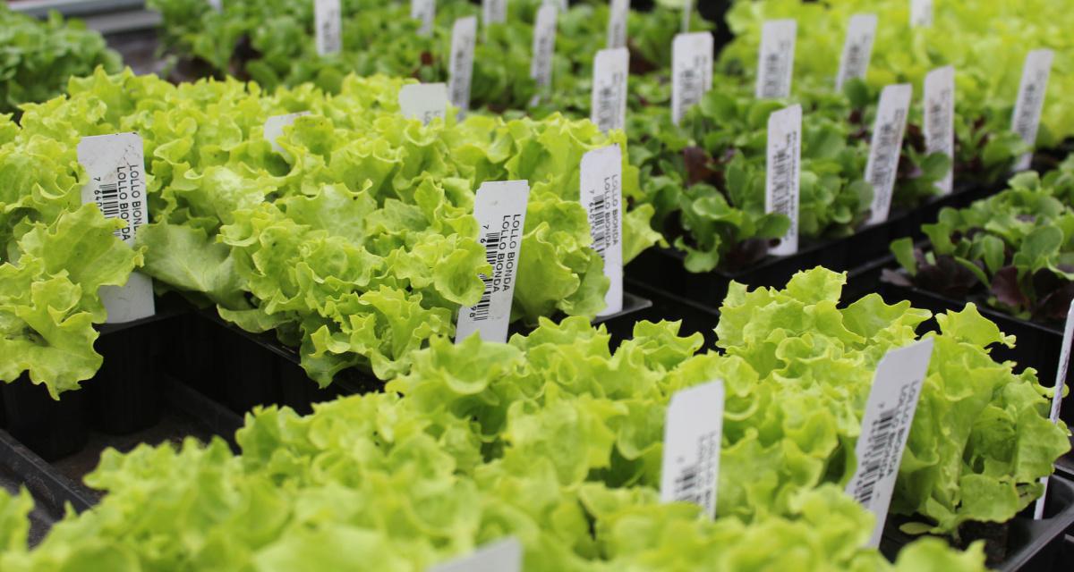 Le Marché de la Montagne Le Marché de la Montagne