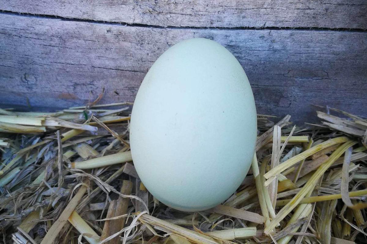 Ferme des Prêles Ferme des Prêles