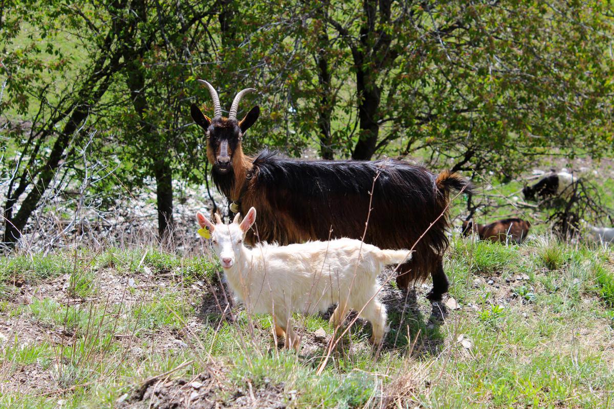 Bruchez Yves Bruchez Yves