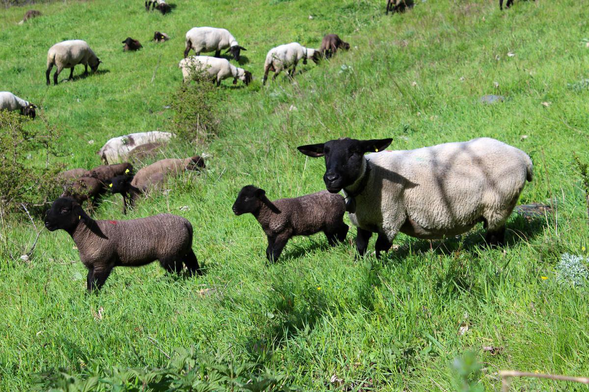 Bruchez Yves Bruchez Yves