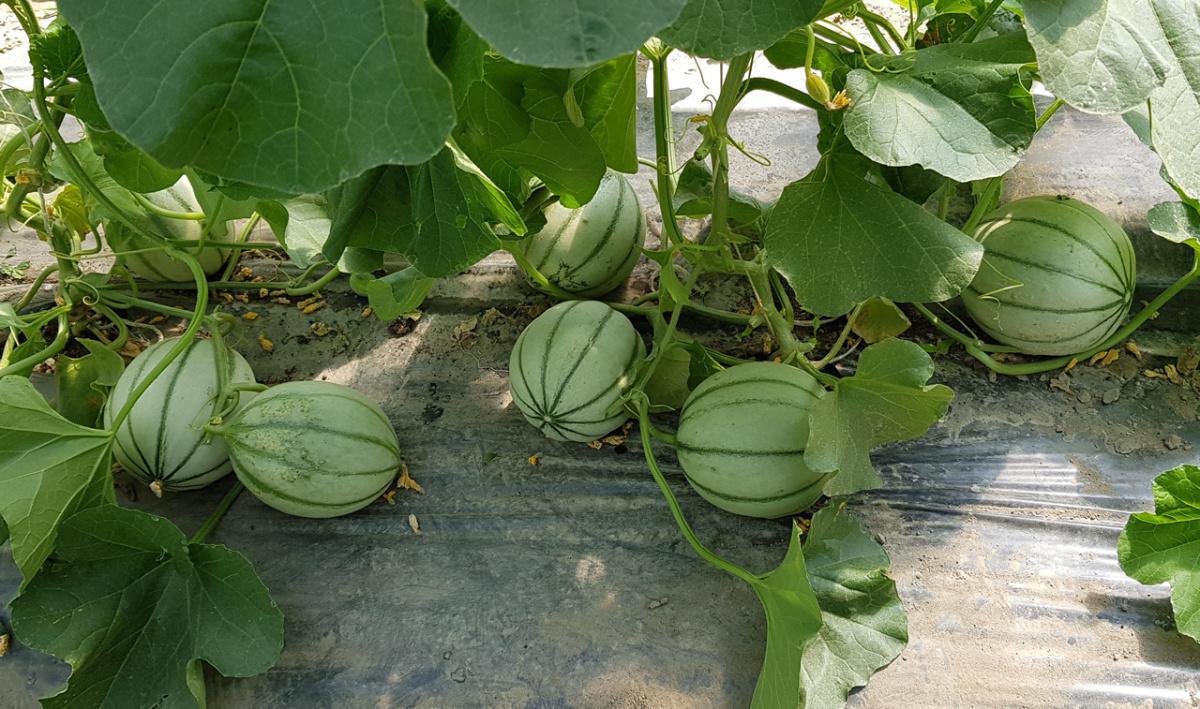 Bruchez Fruits