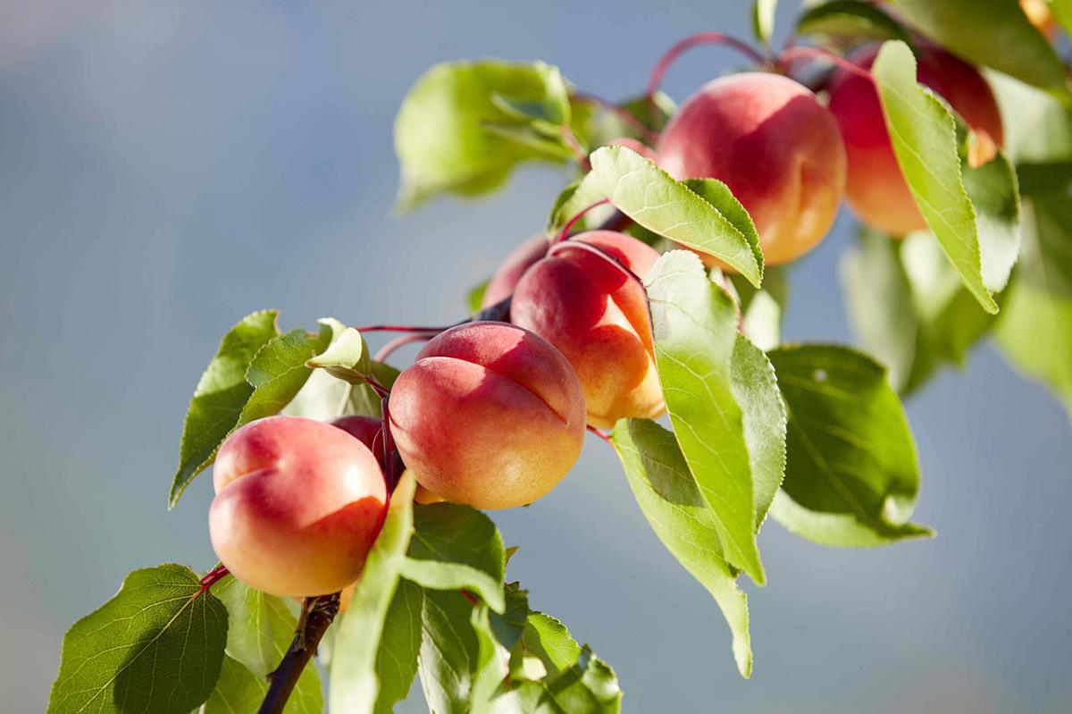 Comby Fruits Sàrl Comby Fruits Sàrl