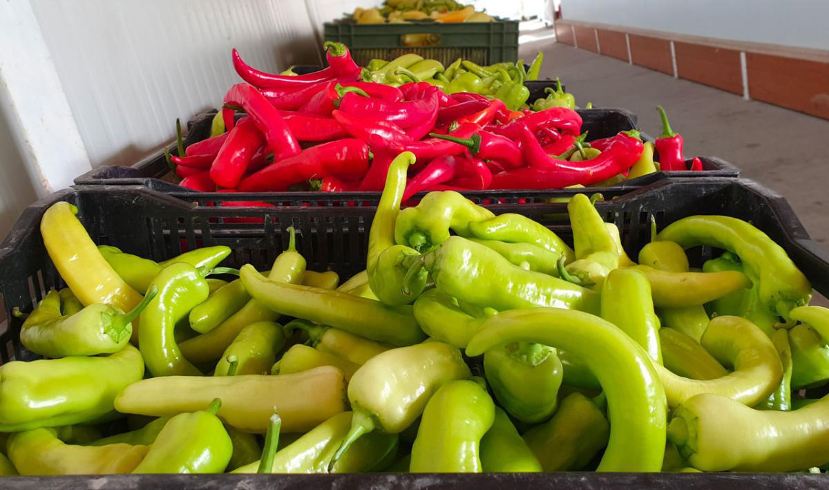 Chez Egg & Ilsoma, Légumes et Fruits de saison Chez Egg & Ilsoma, Légumes et Fruits de saison