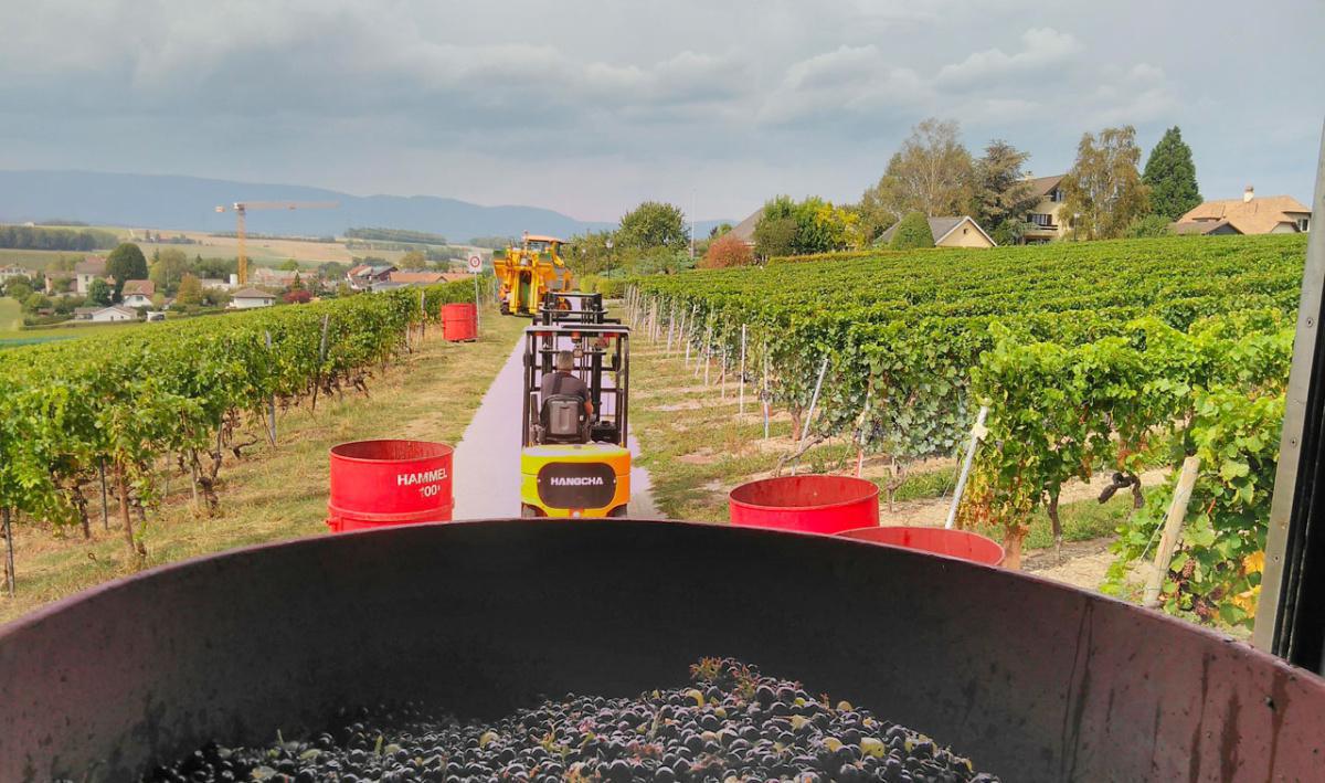 Christian et Steven Blanc Christian et Steven Blanc