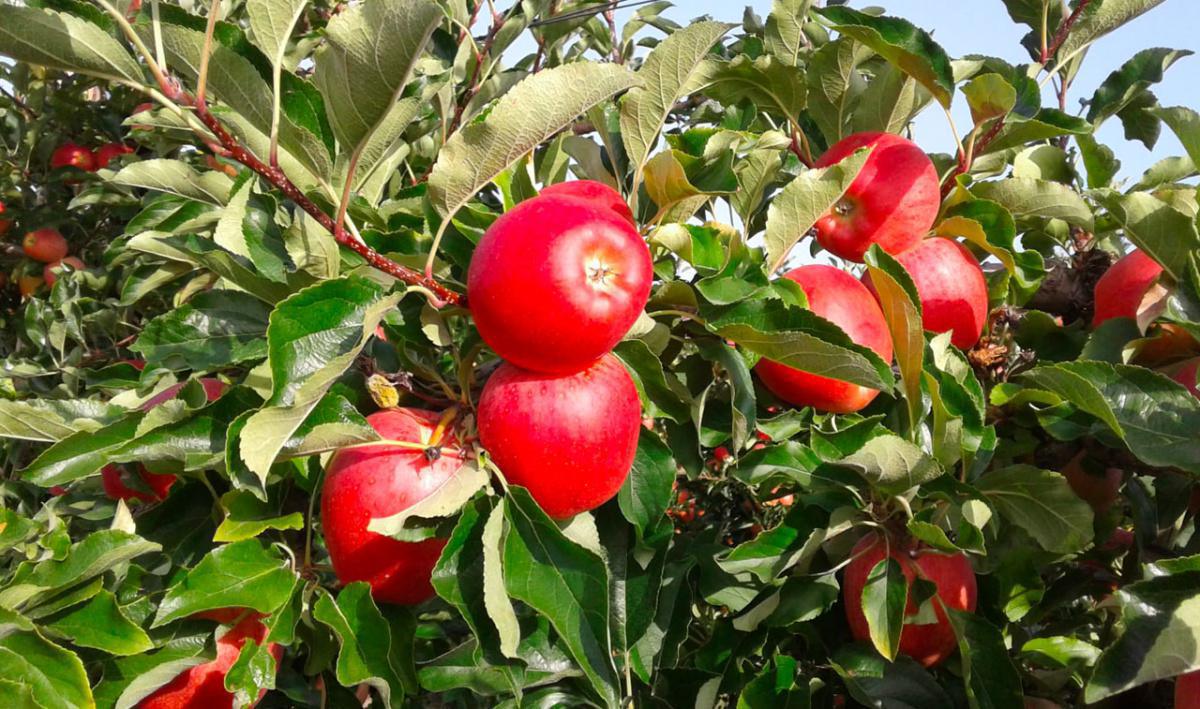 Christian et Steven Blanc Christian et Steven Blanc