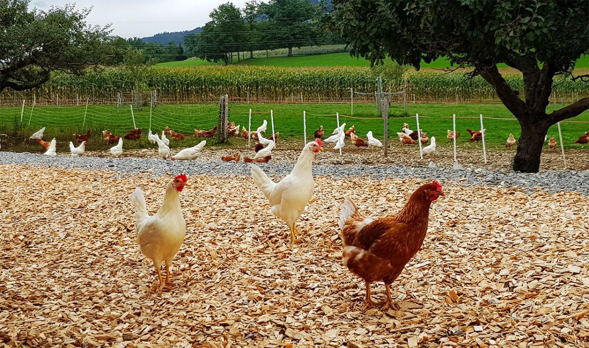 Petit Marché Bio Petit Marché Bio