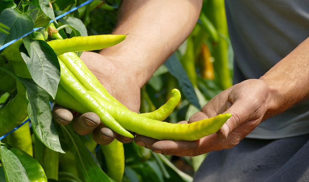 Kiosque de la Vallée - Saxon Kiosque de la Vallée - Saxon