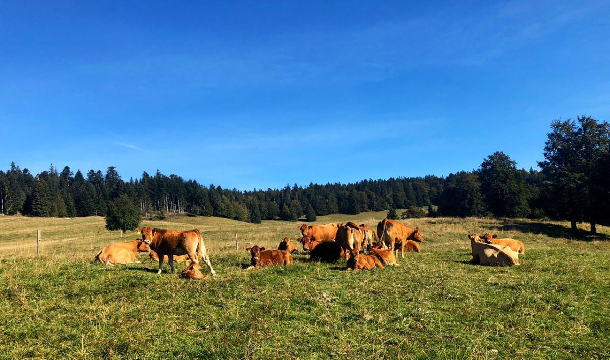 Domaine de Rochebot Famille Miaz Domaine de Rochebot Famille Miaz