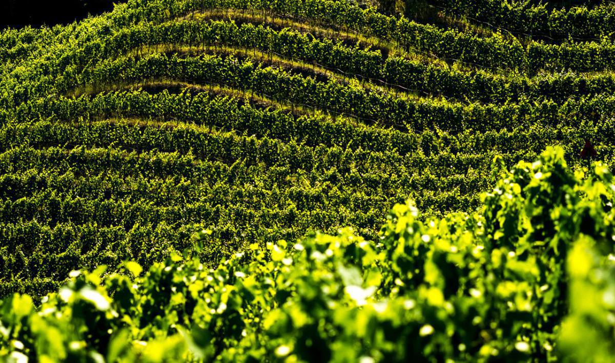 Cave de L'Orlaya Cave de L'Orlaya