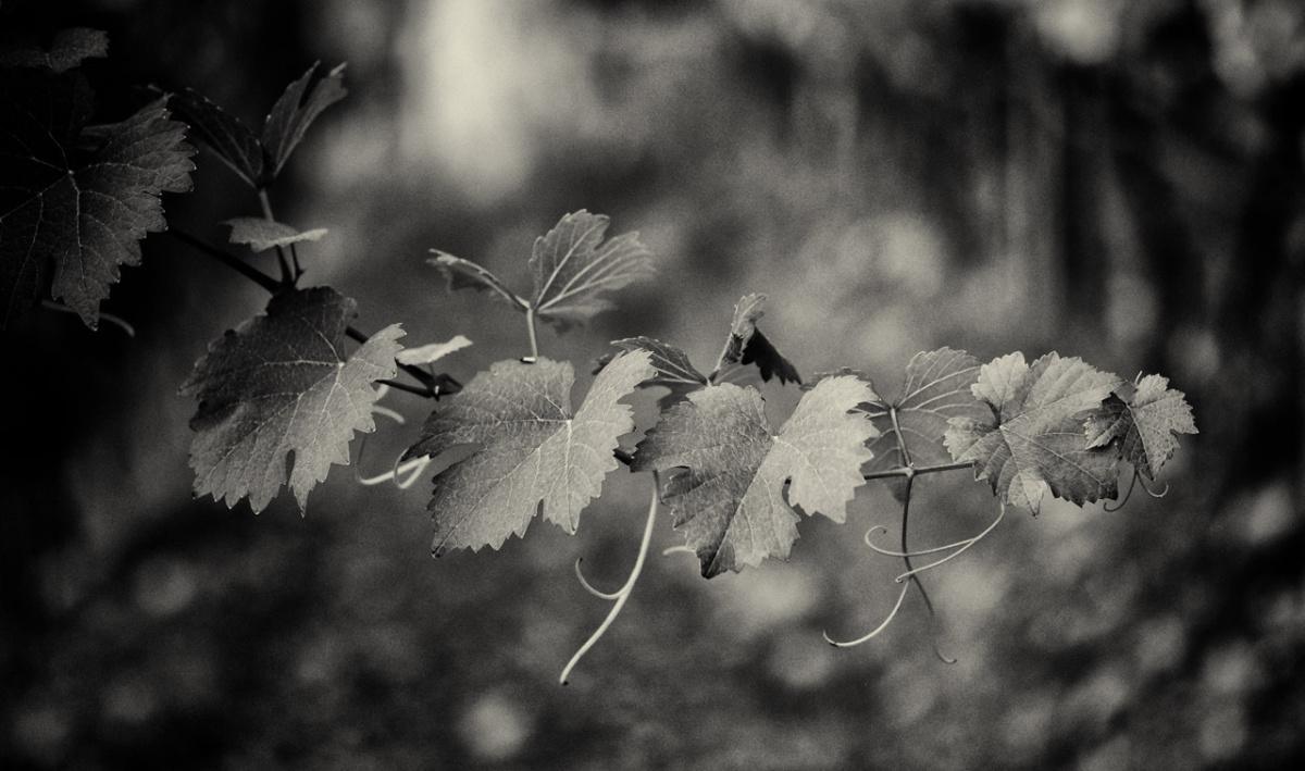 Cave de L'Orlaya Cave de L'Orlaya